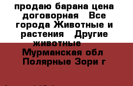 продаю барана цена договорная - Все города Животные и растения » Другие животные   . Мурманская обл.,Полярные Зори г.